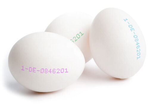 egg-sample2